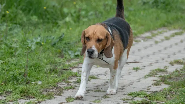 A beagle following a scent trail nose-down across a grassy yard
