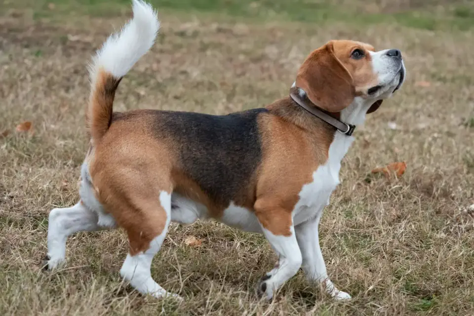 A beagle nosing through a snuffle mat enrichment toy