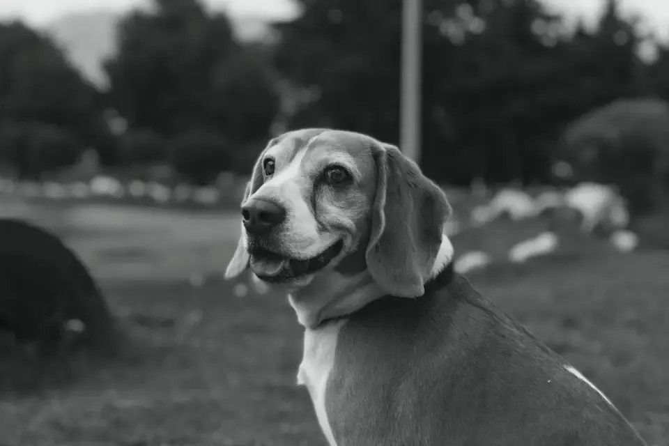 A Beagle sitting alone by a window looking out at the street