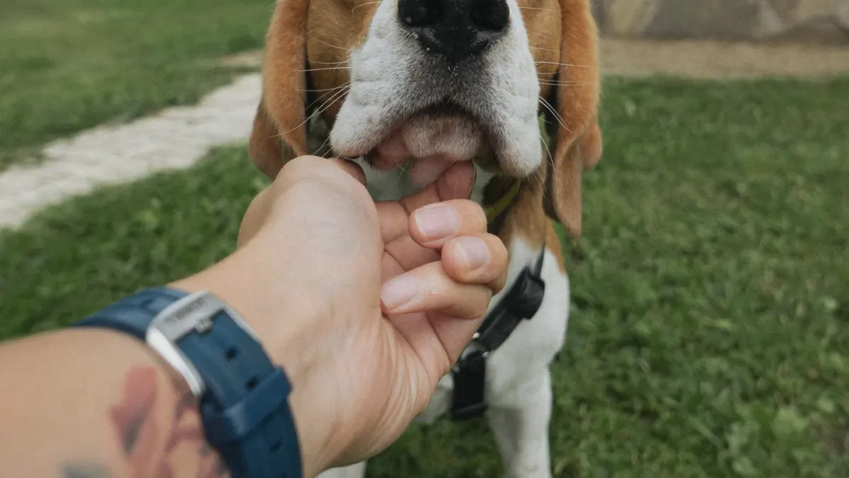 A Beagle standing in a yard with its head tilted back, mid-howl
