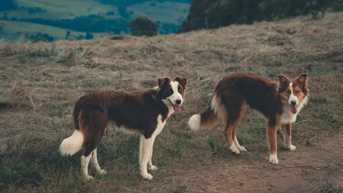 A Border Collie and an Australian Shepherd standing side by side in a grassy field