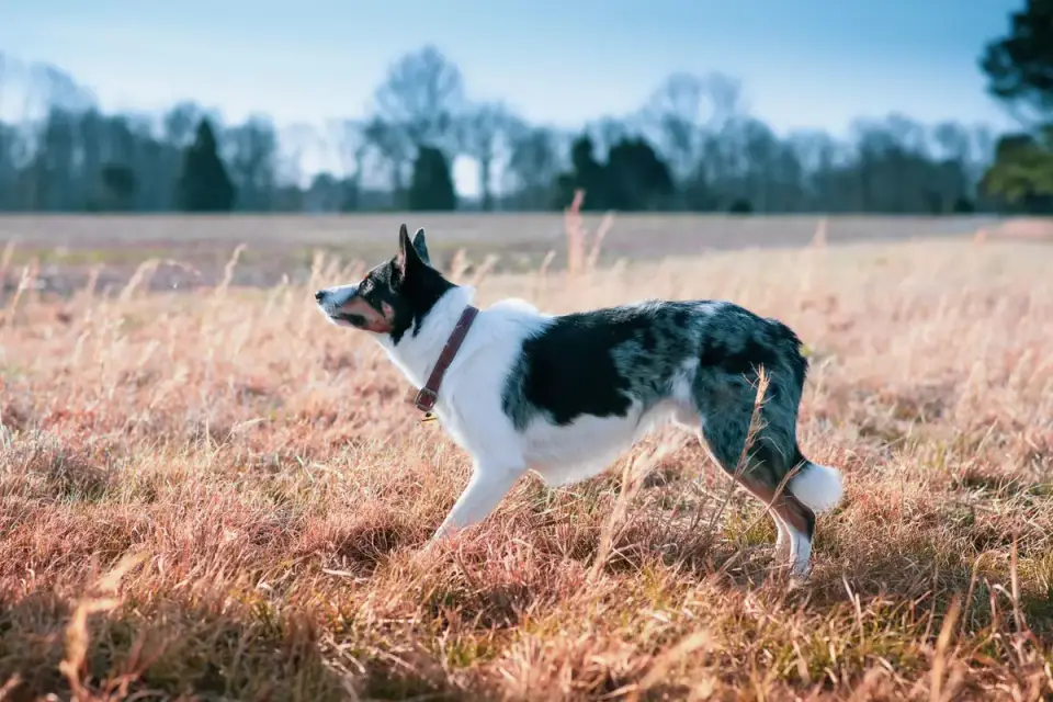 A Border Collie crouched low while herding sheep in an open field