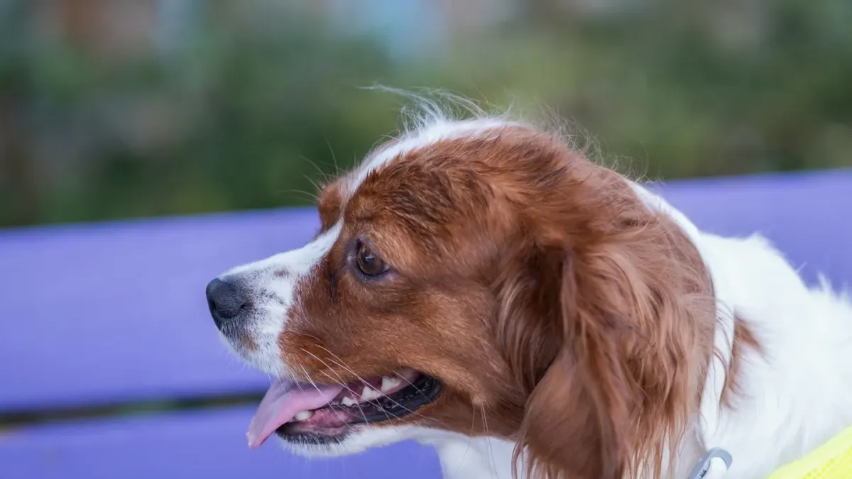 A Cavalier King Charles Spaniel and a Cocker Spaniel sitting together on grass