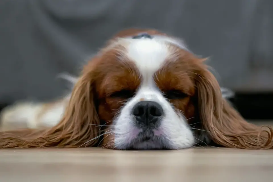 A Cavalier King Charles Spaniel sitting calmly by a bright apartment window