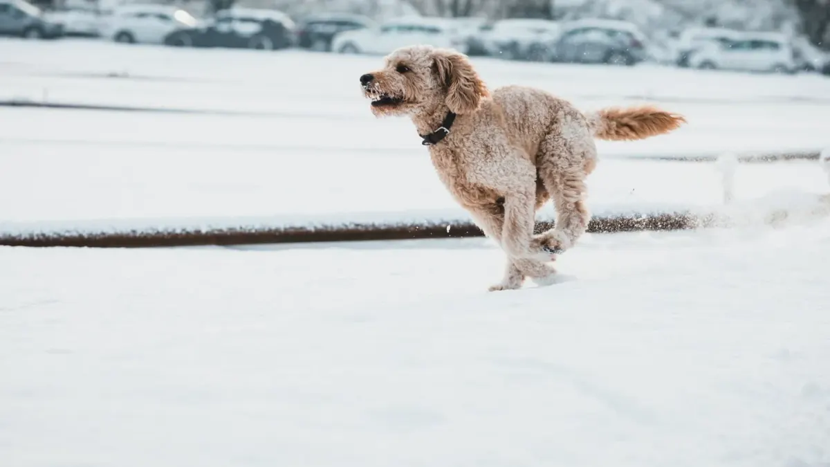 A curly-coated Labradoodle and a wavy-coated Goldendoodle standing side by side outdoors