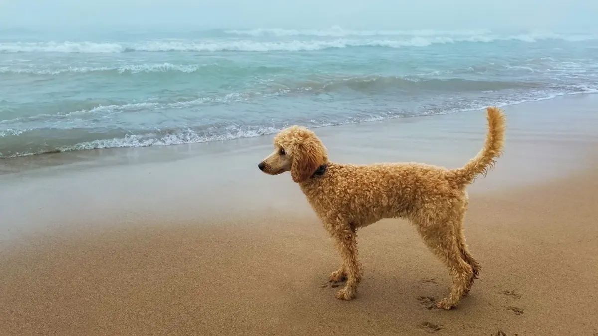 A curly-coated Standard Poodle and a Portuguese Water Dog standing side by side on a lawn