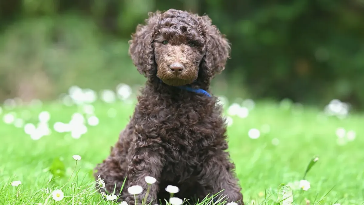 A curly-coated Standard Poodle and a wavy-coated Goldendoodle sitting together on grass
