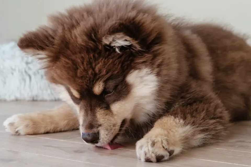 A dog calmly using a lick mat while being groomed