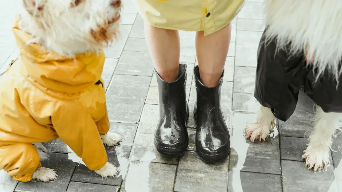 A dog pressed close to its owner's legs during a storm