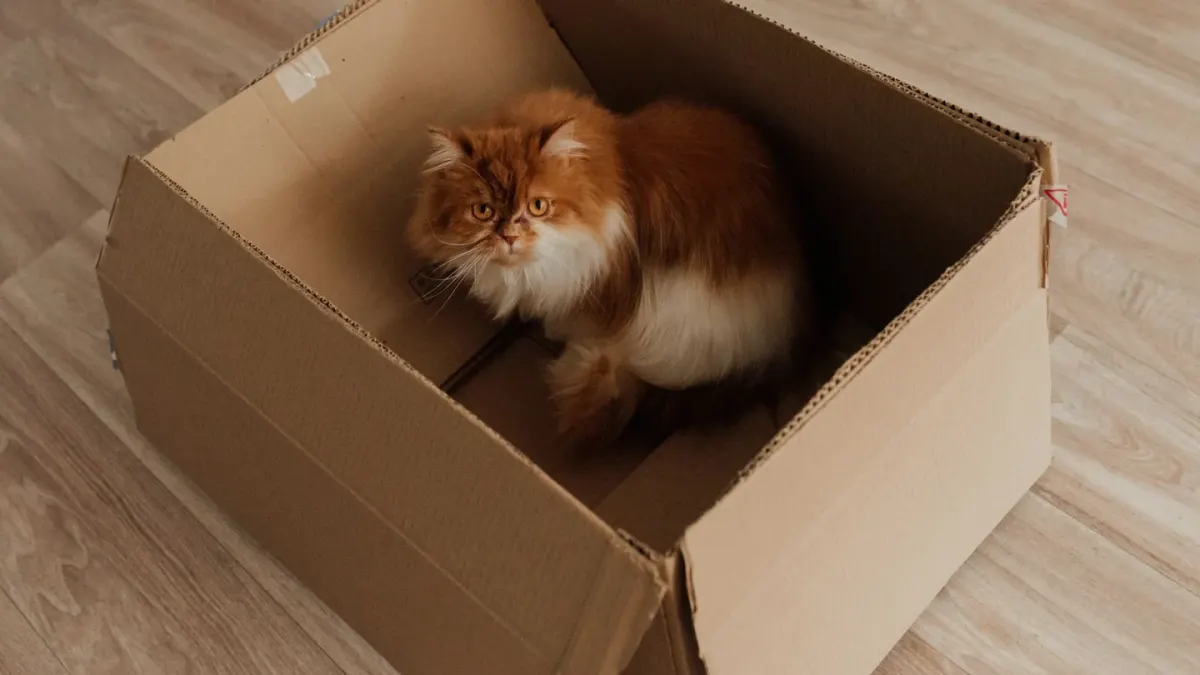 A dog sniffing at a row of cardboard boxes set up on a living room floor