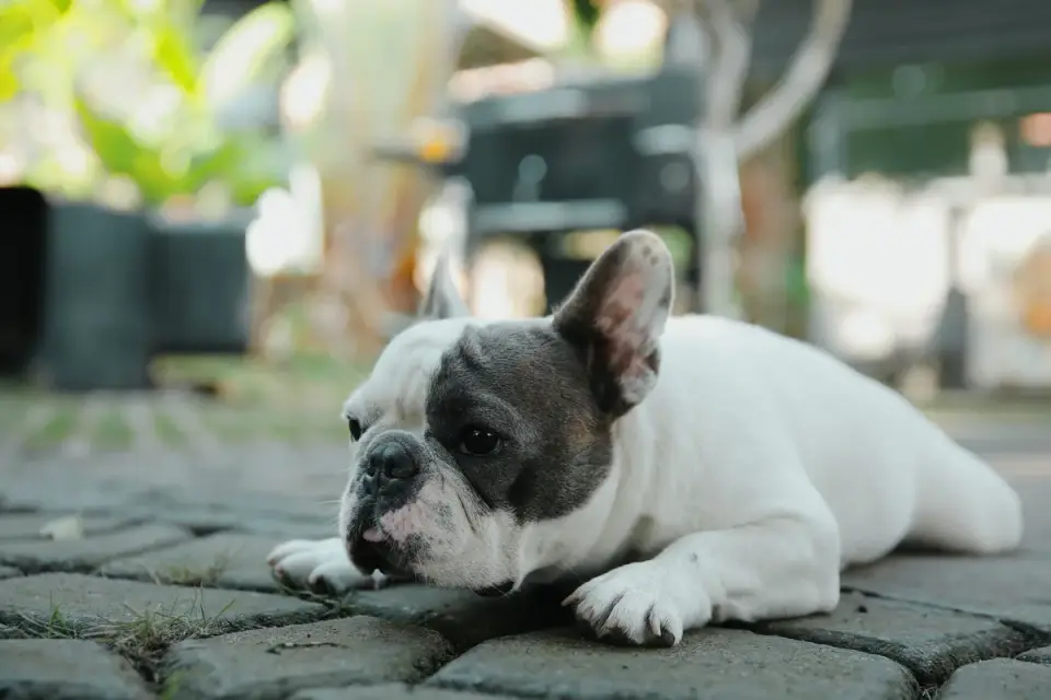A French Bulldog resting on a shaded porch after a walk