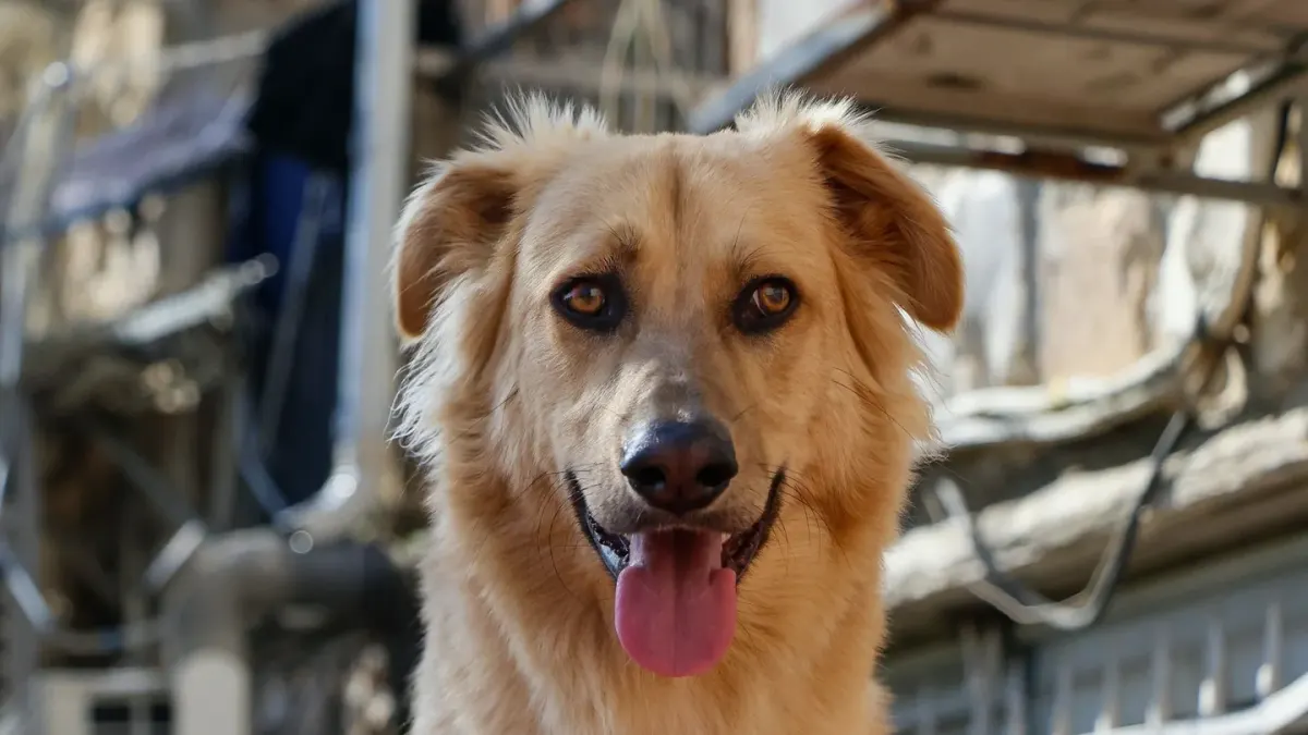 A golden retriever lying in dappled shade panting on a hot day