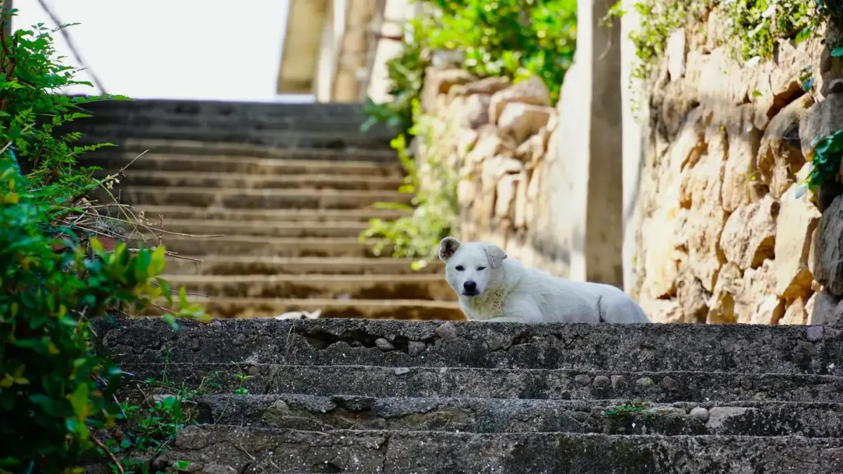 A gray-muzzled dog lying on an orthopedic bed at the bottom of a staircase