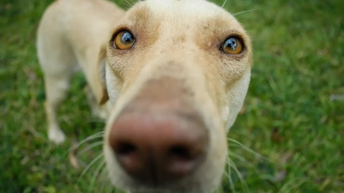 A gray-muzzled dog working a snuffle mat on grass in a backyard