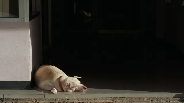 A gray-muzzled senior dog lying calmly on a bed near a dark window