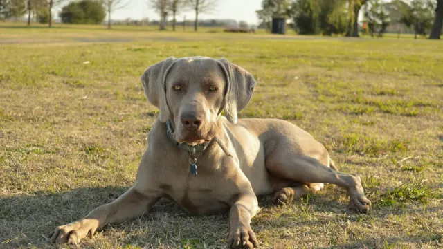 A gray Weimaraner mid-stride running across an open grass field