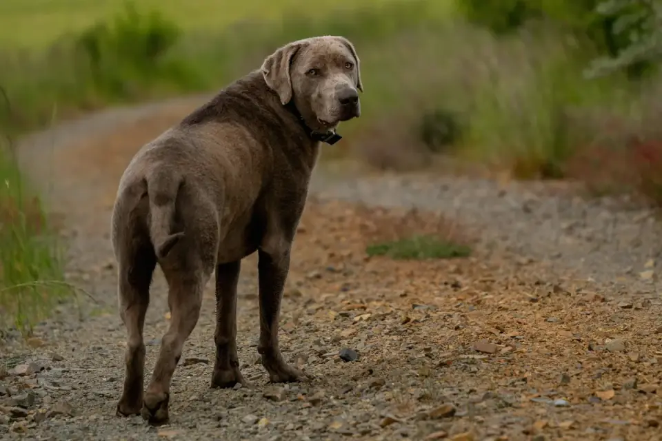 A gray Weimaraner mid-stride running across an open grass field