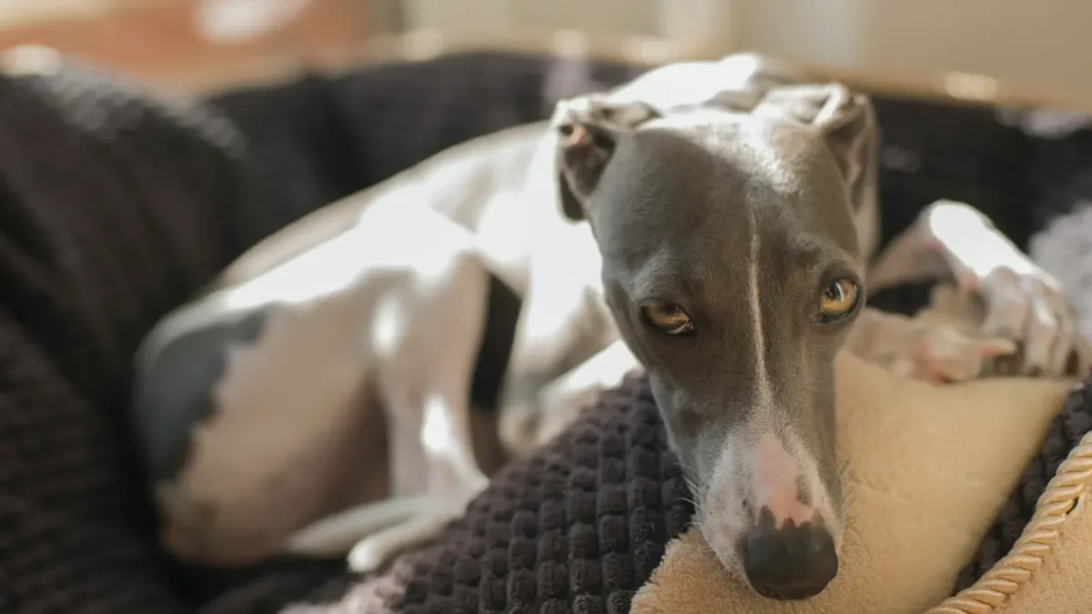 A greyhound lying relaxed on a couch in a bright living room