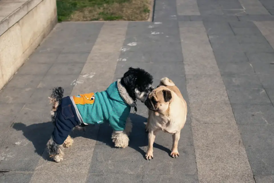 A leashed dog straining forward and barking on a sidewalk while another dog passes at a distance