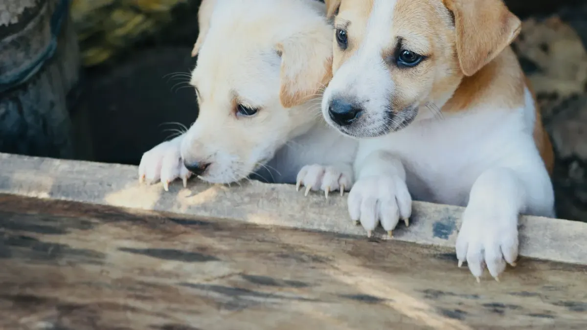 A male and female dog of similar size playing together on grass
