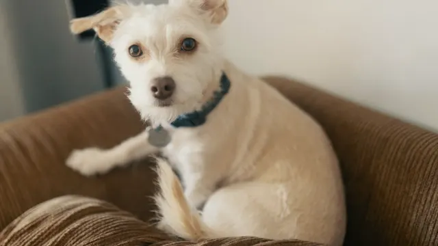A medium-sized dog lying calmly across an owner's lap on a living room couch