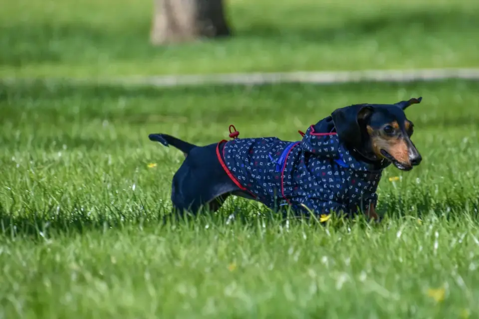 A miniature Dachshund puppy standing next to a full-grown standard Dachshund