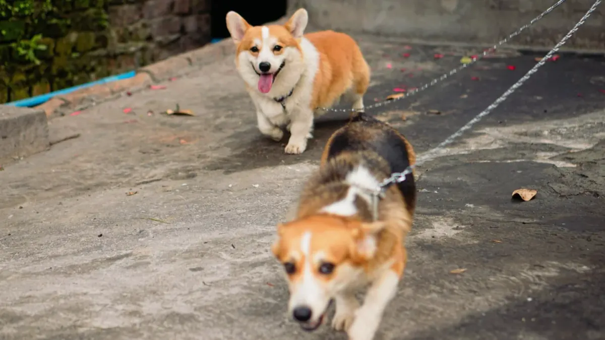 A Pembroke Welsh Corgi and a Cardigan Welsh Corgi standing side by side in a grassy yard