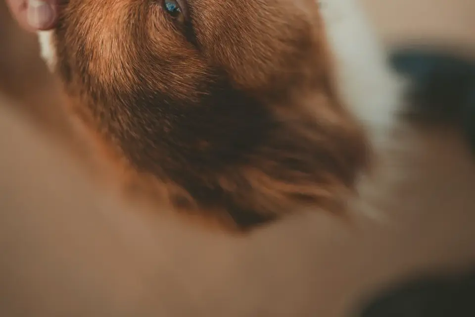 A person gently petting a brown and white dog