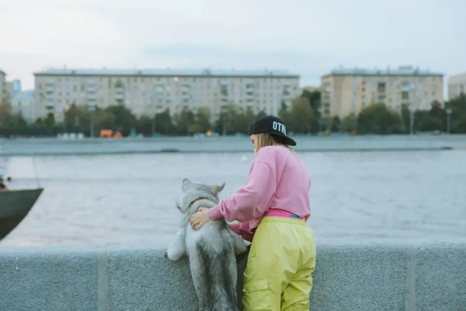 A person using an undercoat rake to brush a Siberian Husky outdoors