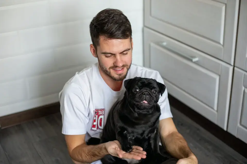 A pug sitting calmly on a living room rug