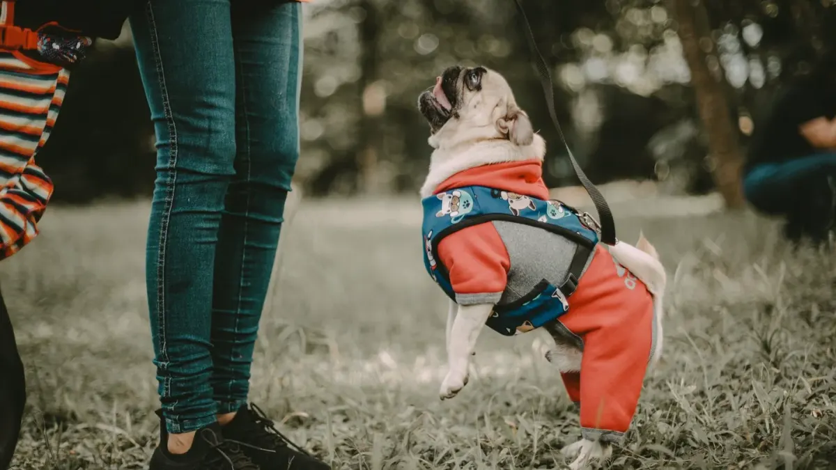 A pug walking on a paved path with its owner nearby