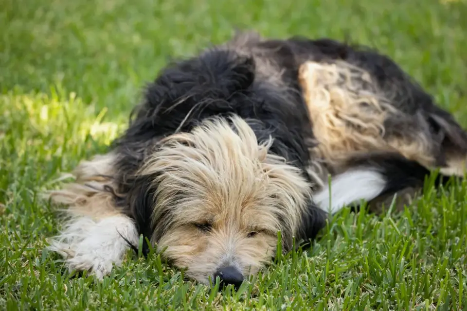 A puppy asleep on a dog bed after an active day
