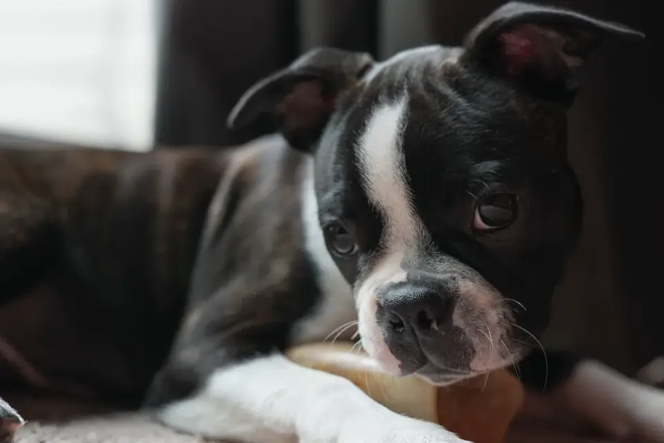 A puppy searching for a hidden treat under a cup with its owner