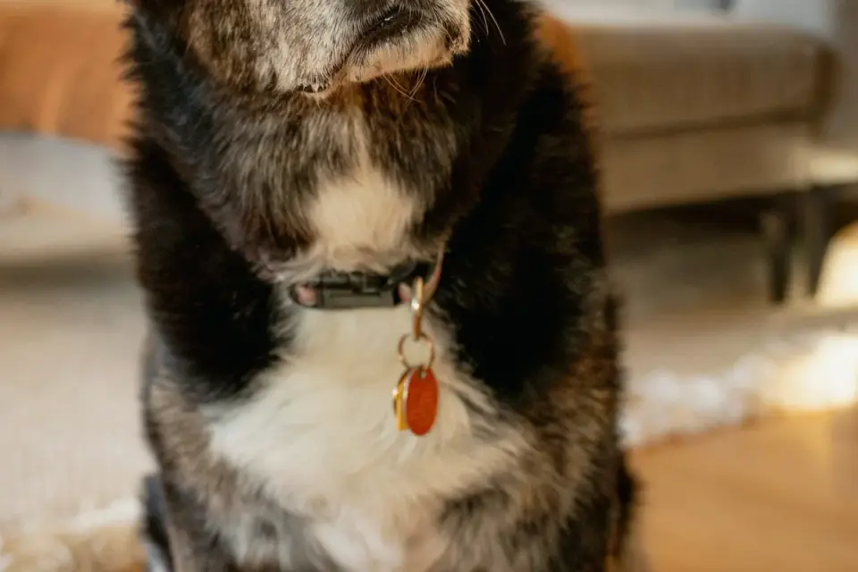 A senior dog sitting indoors