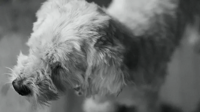 A senior dog with a graying muzzle nosing a soft puzzle feeder mat on the kitchen floor