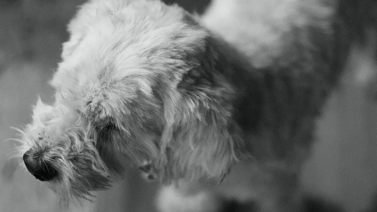 A senior dog with a graying muzzle nosing a soft puzzle feeder mat on the kitchen floor