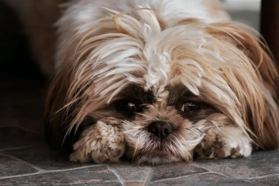 A senior dog with a graying muzzle nosing a soft puzzle feeder mat on the kitchen floor