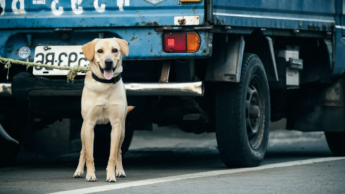 A senior Labrador retriever pausing at the open trunk of a car before jumping in