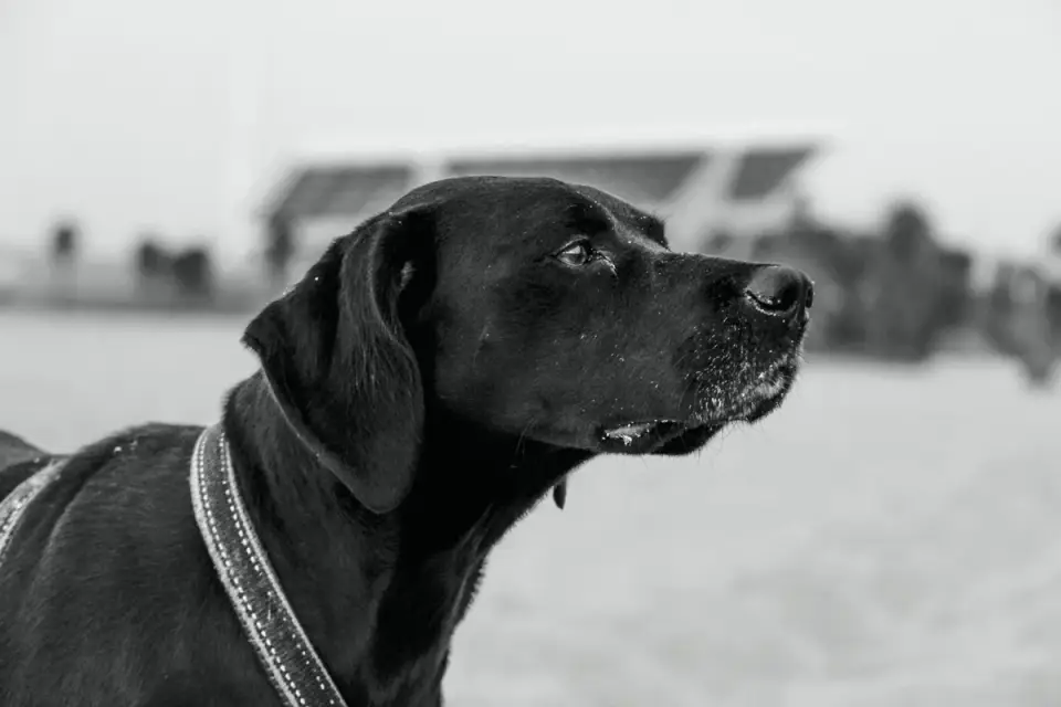 A senior Labrador retriever pausing at the open trunk of a car before jumping in