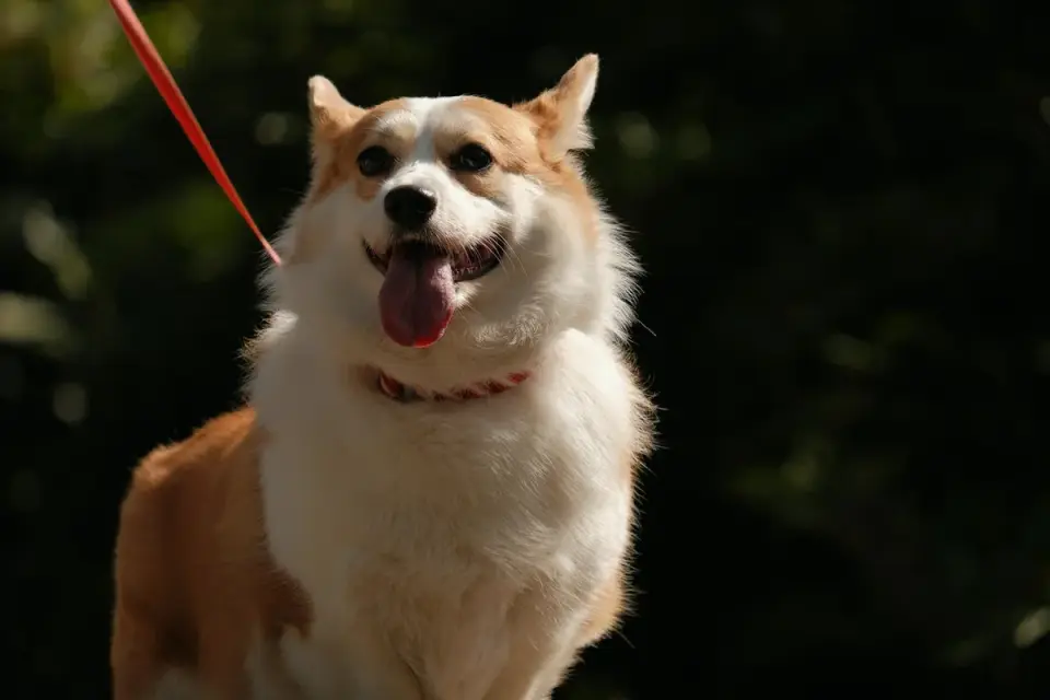 A senior Welsh Corgi walking up a ramp instead of stairs in a home yard