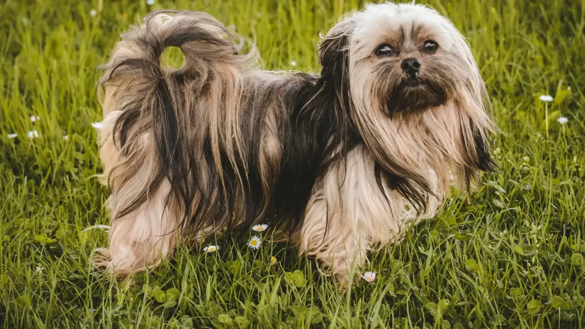 A Shih Tzu and a Lhasa Apso sitting next to each other outdoors