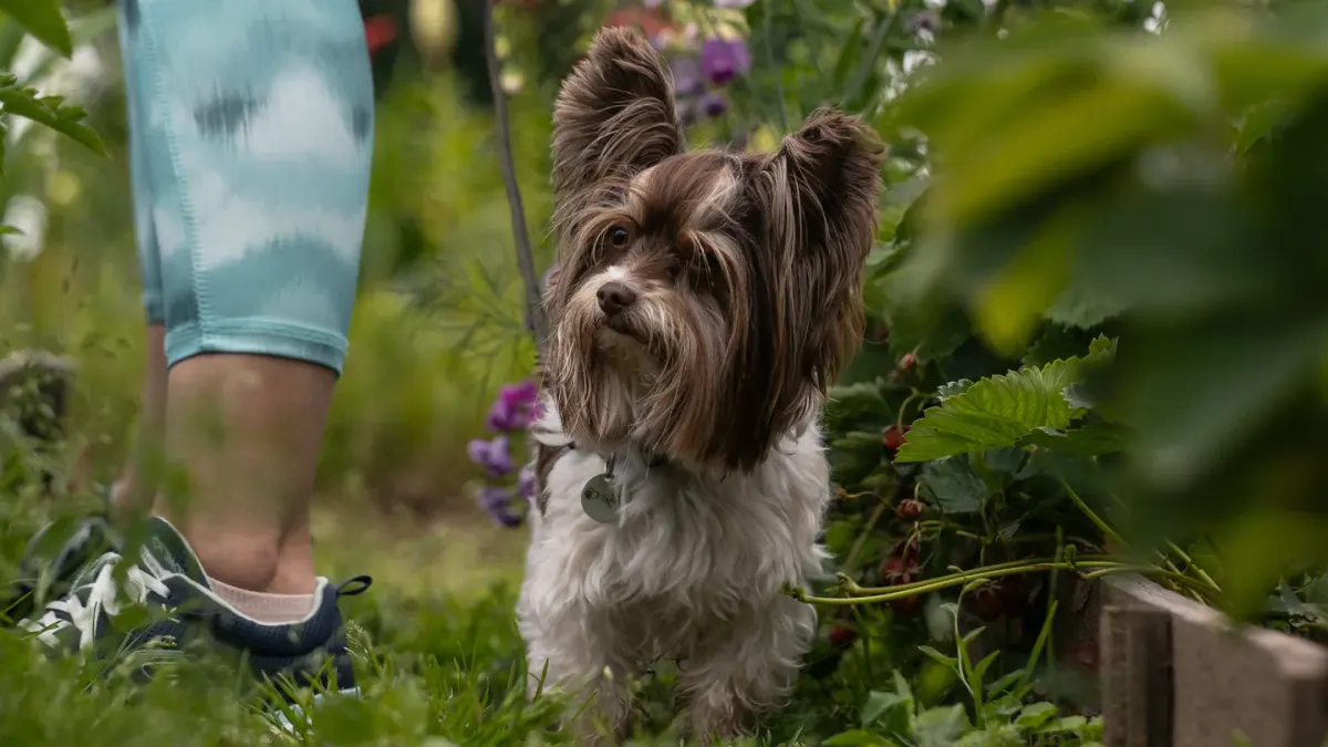 A small dog eating fresh blueberries offered from an open palm