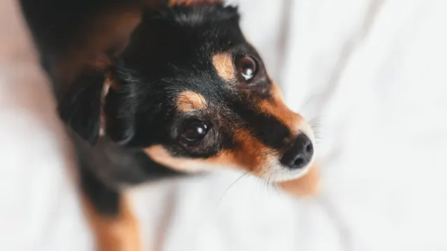 A small dog resting calmly on a bed in a quiet living room