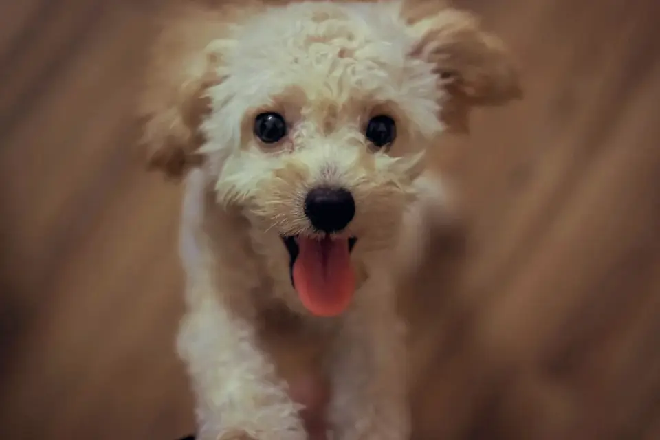 A small poodle puppy climbing pet stairs to reach a couch