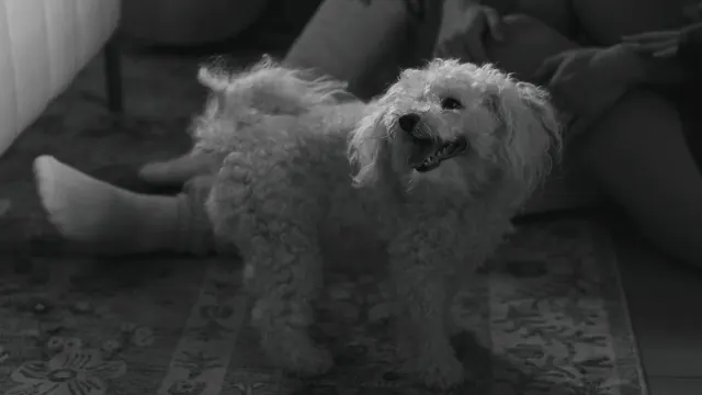 A small senior dog nosing through a snuffle mat on a living room floor