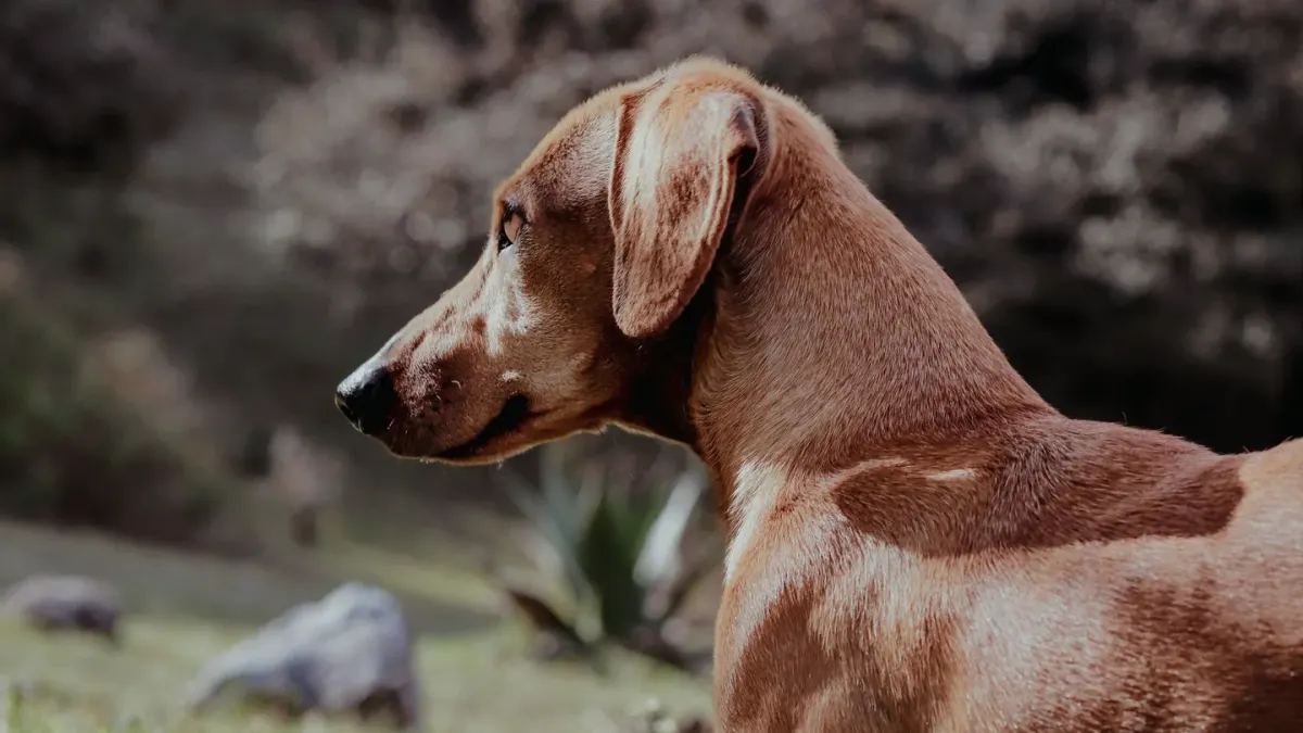 A standard-sized dachshund and a smaller miniature dachshund standing together on grass