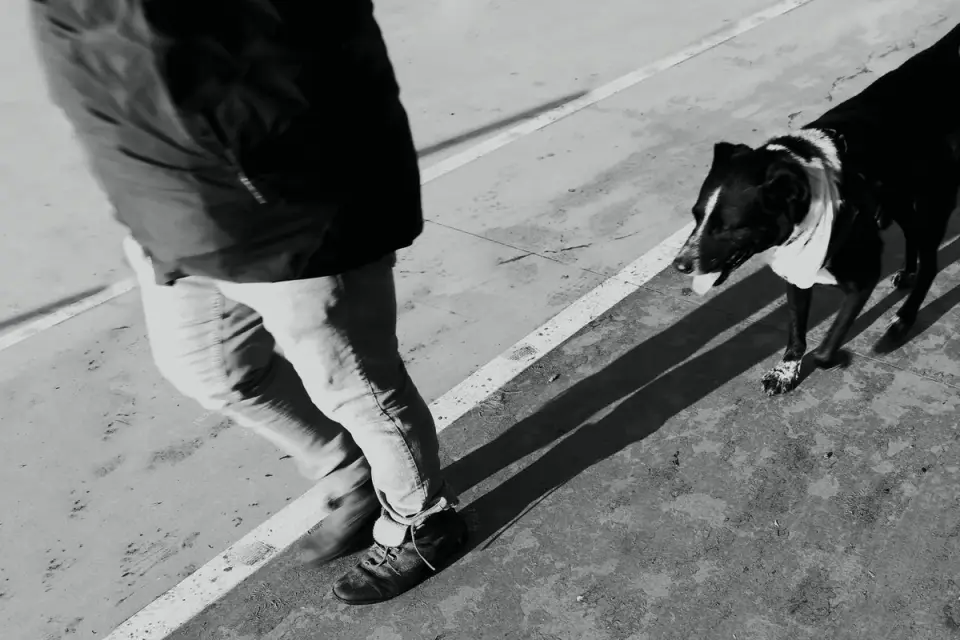 A veterinarian assessing a senior dog&#x27;s hind-limb gait during an exam