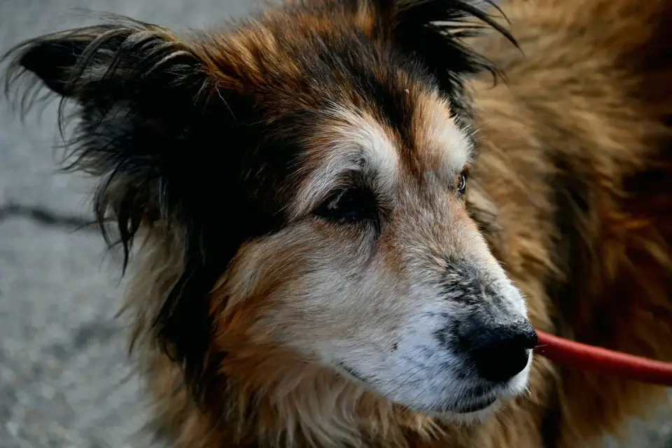 A veterinarian checking a senior dog during a routine exam