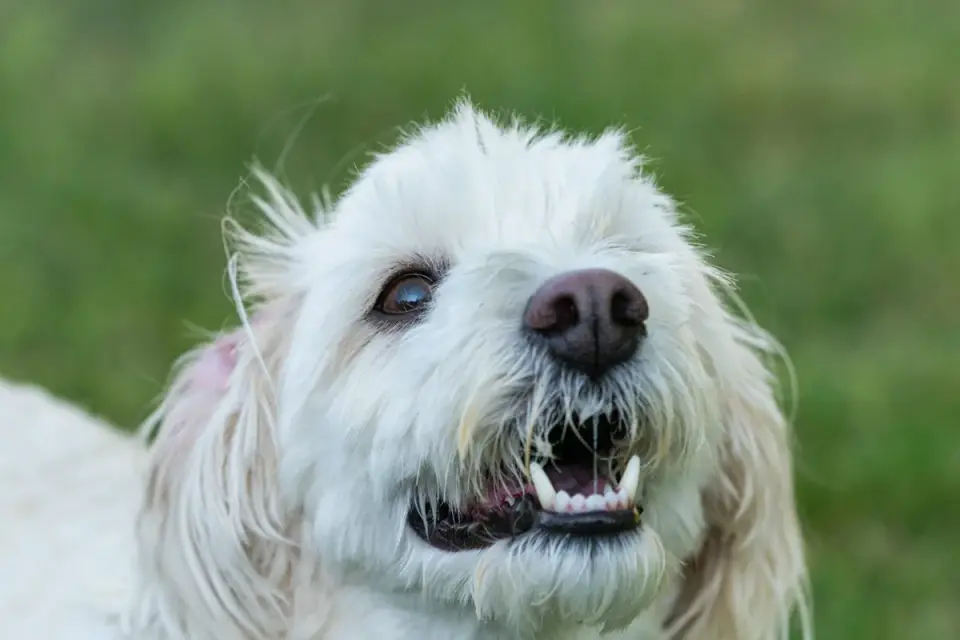 A veterinarian examining a small dog's teeth during a wellness visit