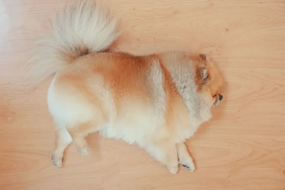 A wavy-coated Goldendoodle puppy lying on a wood floor